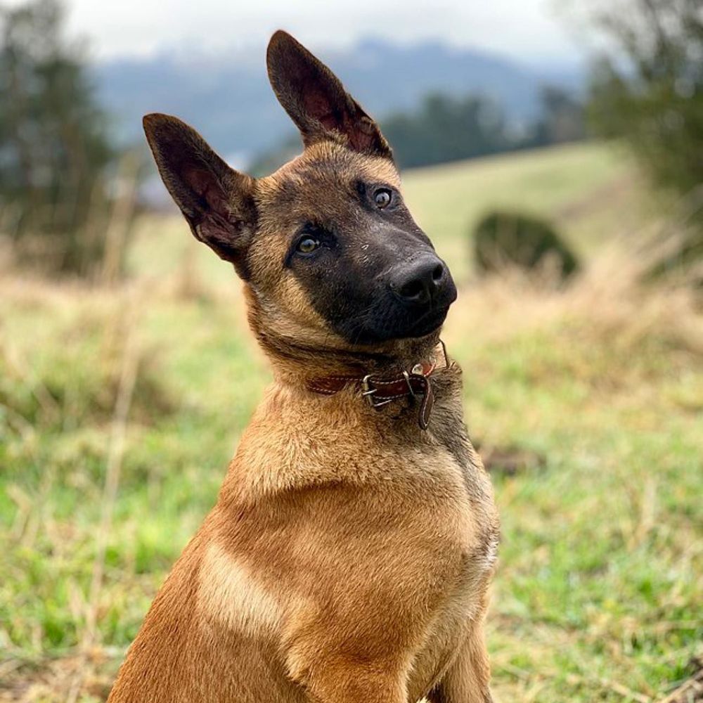 Meet your Posher, David